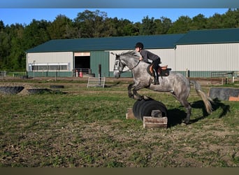 Draft Horse, Castrone, 4 Anni, Grigio pezzato