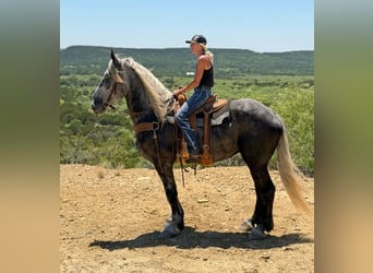 Draft Horse Mix, Castrone, 4 Anni, Grigio pezzato