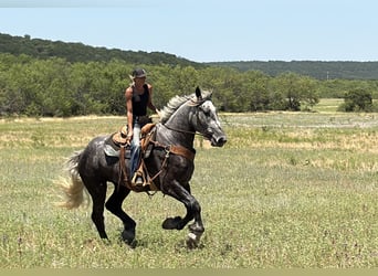 Draft Horse Mix, Castrone, 4 Anni, Grigio pezzato