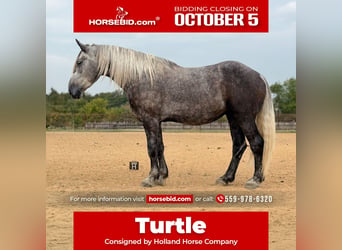 Draft Horse Mix, Castrone, 4 Anni, Grigio pezzato
