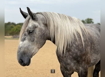 Draft Horse Mix, Castrone, 4 Anni, Grigio pezzato