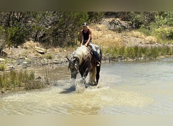 Draft Horse Mix, Castrone, 4 Anni, Grigio pezzato