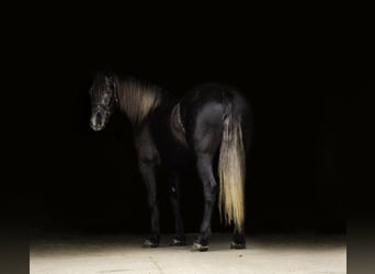 Draft Horse Mix, Castrone, 4 Anni, Grigio