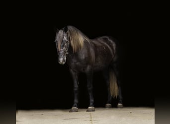 Draft Horse Mix, Castrone, 4 Anni, Grigio