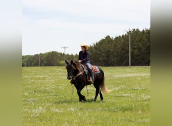 Draft Horse Mix, Castrone, 4 Anni, Grigio