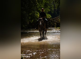 Draft Horse Mix, Castrone, 4 Anni, Pelle di daino