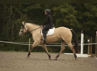 Draft Horse Mix, Castrone, 4 Anni, Pelle di daino