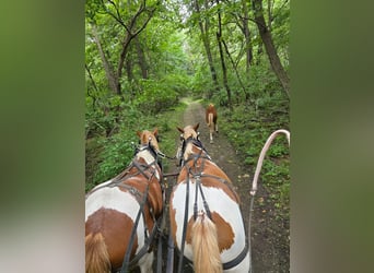 Draft Horse Mix, Castrone, 4 Anni, Pezzato