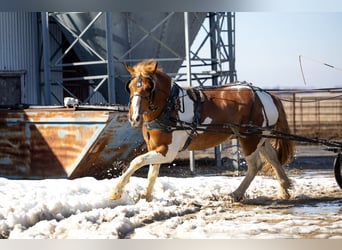 Draft Horse Mix, Castrone, 4 Anni, Pezzato