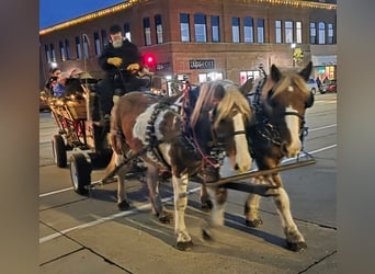 Draft Horse Mix, Castrone, 4 Anni, Pezzato