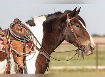 Draft Horse Mix, Castrone, 4 Anni, Pezzato