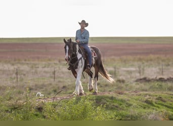 Draft Horse Mix, Castrone, 4 Anni, Pezzato