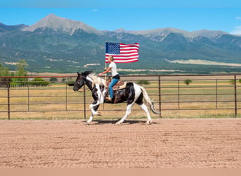Draft Horse Mix, Castrone, 4 Anni, Pezzato
