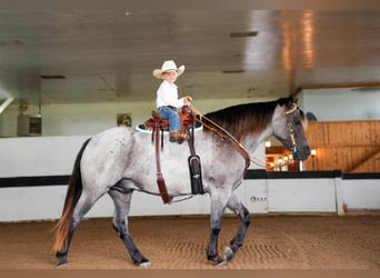 Draft Horse Mix, Castrone, 4 Anni, Roano blu