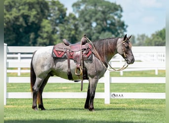 Draft Horse Mix, Castrone, 4 Anni, Roano blu