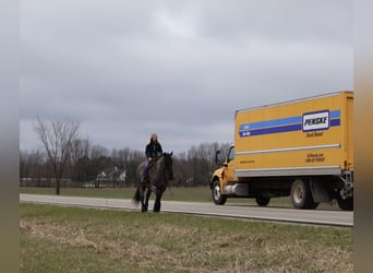 Draft Horse Mix, Castrone, 4 Anni, Roano blu