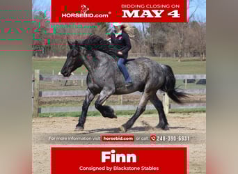 Draft Horse Mix, Castrone, 4 Anni, Roano blu