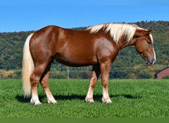 Draft Horse Mix, Castrone, 4 Anni, Sauro ciliegia