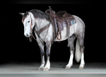 Draft Horse Mix, Castrone, 5 Anni, 140 cm, Grigio