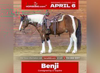 Draft Horse Mix, Castrone, 5 Anni, 145 cm, Pezzato