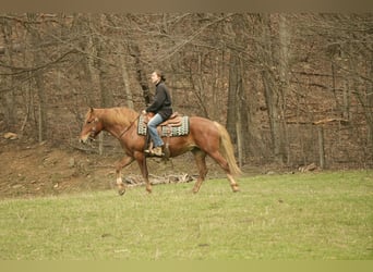 Draft Horse Mix, Castrone, 5 Anni, 147 cm, Sauro ciliegia