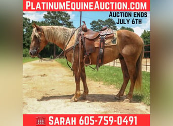 Draft Horse, Castrone, 5 Anni, 150 cm, Baio