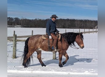 Draft Horse, Castrone, 5 Anni, 152 cm, Baio roano