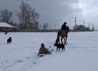Draft Horse, Castrone, 5 Anni, 152 cm, Baio roano