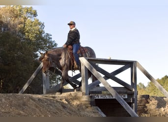 Draft Horse Mix, Castrone, 5 Anni, 152 cm, Baio roano