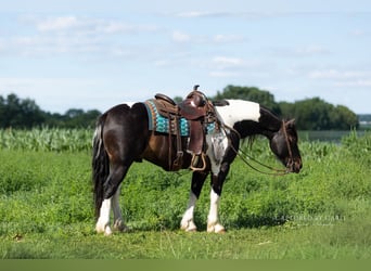 Draft Horse Mix, Castrone, 5 Anni, 152 cm, Pezzato