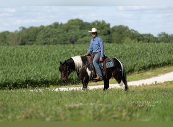 Draft Horse Mix, Castrone, 5 Anni, 152 cm, Pezzato