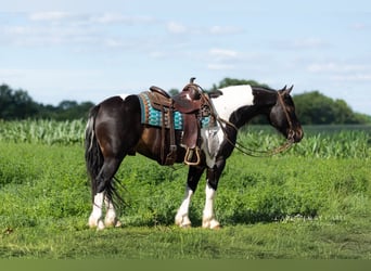 Draft Horse Mix, Castrone, 5 Anni, 152 cm, Pezzato