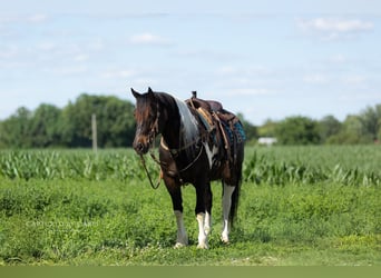 Draft Horse Mix, Castrone, 5 Anni, 152 cm, Pezzato
