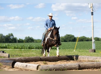 Draft Horse Mix, Castrone, 5 Anni, 152 cm, Pezzato