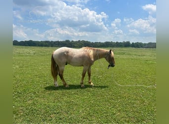 Draft Horse, Castrone, 5 Anni, 152 cm, Roano rosso