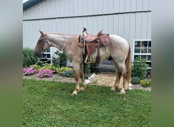 Draft Horse, Castrone, 5 Anni, 152 cm, Roano rosso