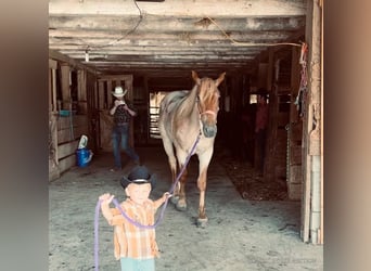 Draft Horse, Castrone, 5 Anni, 152 cm, Roano rosso