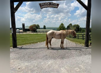 Draft Horse, Castrone, 5 Anni, 152 cm, Roano rosso
