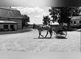 Draft Horse, Castrone, 5 Anni, 152 cm, Roano rosso