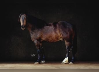 Draft Horse Mix, Castrone, 5 Anni, 155 cm, Baio