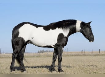 Draft Horse, Castrone, 5 Anni, 155 cm, Overo-tutti i colori