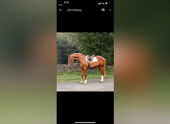 Draft Horse, Castrone, 5 Anni, 155 cm, Sauro ciliegia