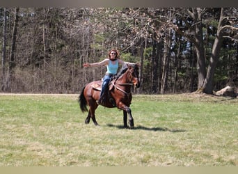 Draft Horse, Castrone, 5 Anni, 157 cm, Baio ciliegia