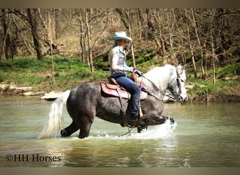Draft Horse Mix, Castrone, 5 Anni, 157 cm, Grigio