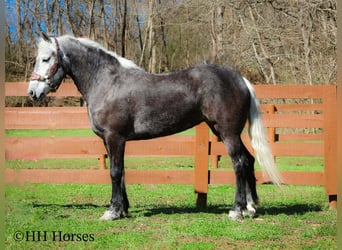 Draft Horse Mix, Castrone, 5 Anni, 157 cm, Grigio