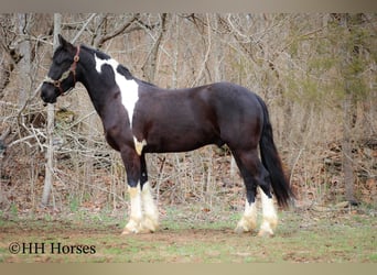 Draft Horse, Castrone, 5 Anni, 157 cm, Tobiano-tutti i colori