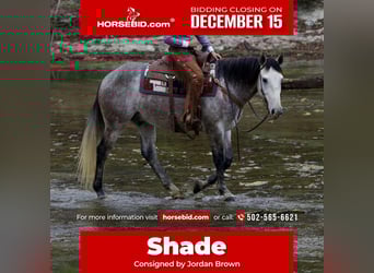 Draft Horse Mix, Castrone, 5 Anni, 160 cm, Grigio