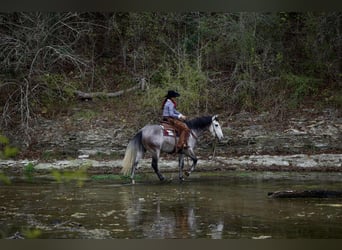 Draft Horse Mix, Castrone, 5 Anni, 160 cm, Grigio