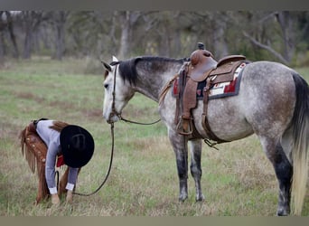 Draft Horse Mix, Castrone, 5 Anni, 160 cm, Grigio