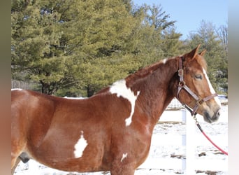Draft Horse Mix, Castrone, 5 Anni, 160 cm, Pezzato